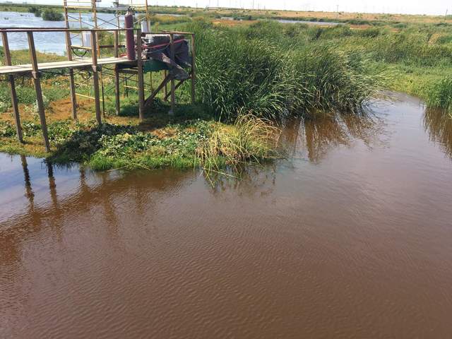 Tules at Sherman Wetland are looking brown 2 weeks after transplanting.