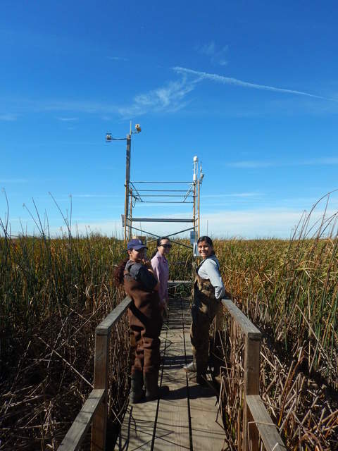 Mishal, Daphne and Karen ready to harvest litter for decomposition