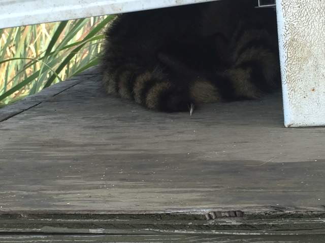 Two raccoon tails we spotted underneath Patty