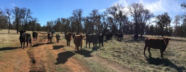 Cows came to see if we would feed them