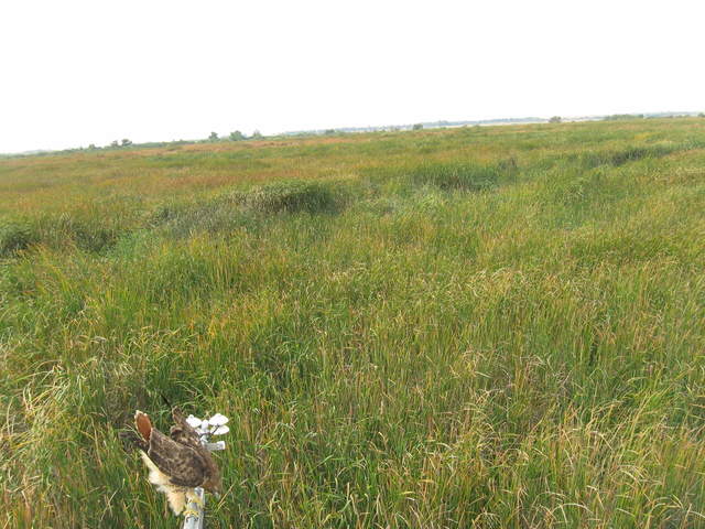 Hawk landing on radiation boom