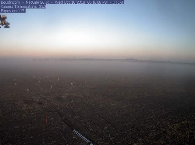 Tule fog at Dawn