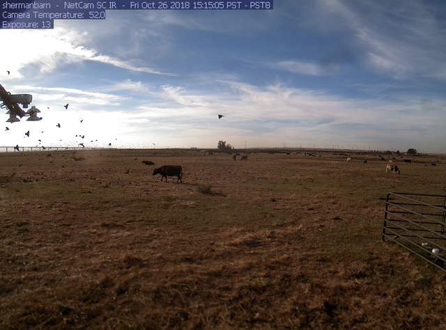 Cows and birds