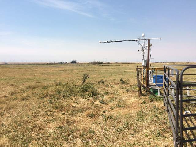 Weeds under Sherman Barn radiometer that Dennis trimmed away.