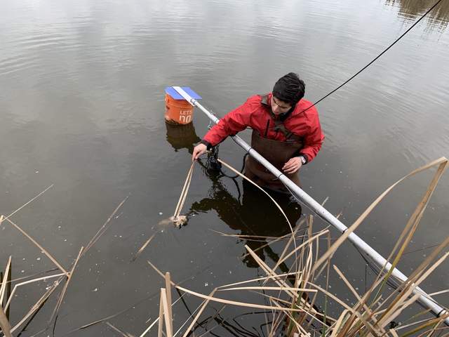 Inspecting a rodent we found floating in front of the MB tower. It ended up being a muskrat, not a nutria.