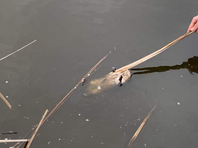 Close up of rodent/nutria we found in front of MB tower. About 30 cm long and had distinctive orange buck teeth. It ended up being a muskrat.