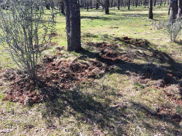 Disturbed soil possibly from wild pig digging