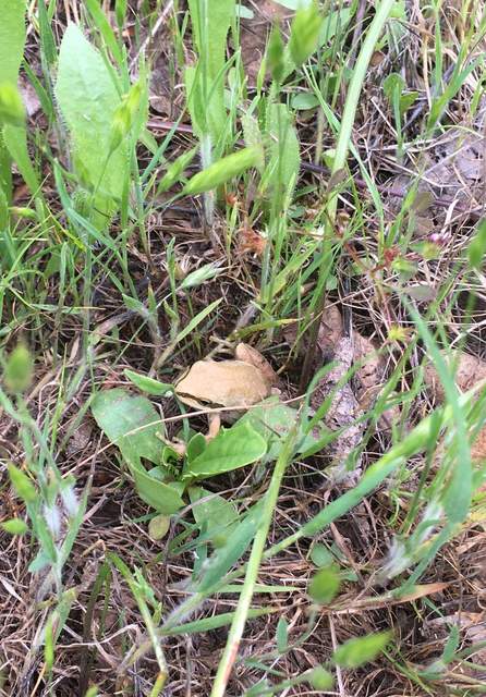 Tree frog in the grass