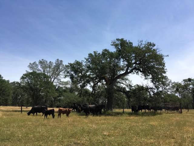 Cows at Tonzi.