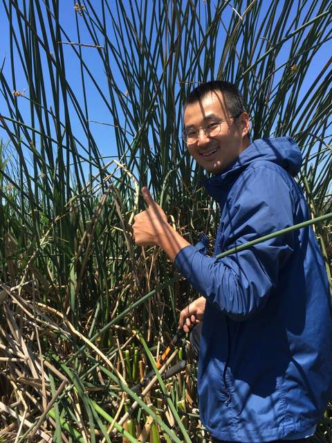 Jiangong cutting tules at East Pond.