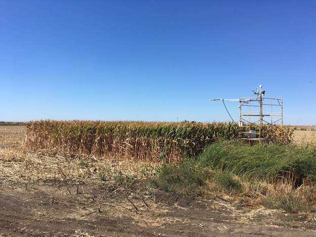 Our field was mostly harvested, except for a small patch in front of our tower where Tyler