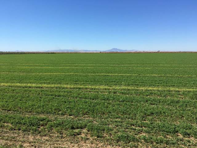 Light-green strips of alfalfa on the field, probably where the windrows (rows of cut hay) were stacked up.