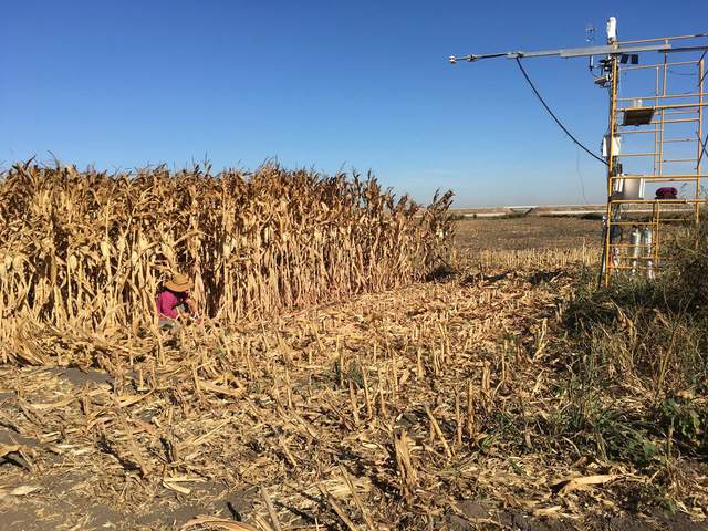Daphne cutting patch of corn left next to tower