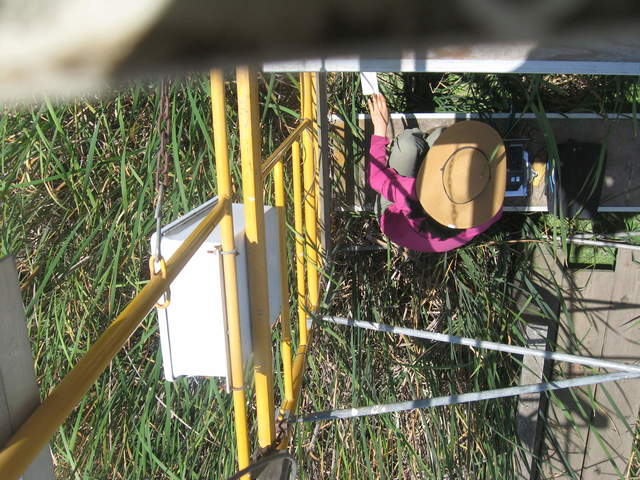 Daphne on site