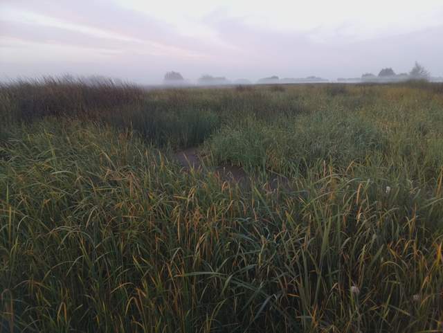 Tule fog
