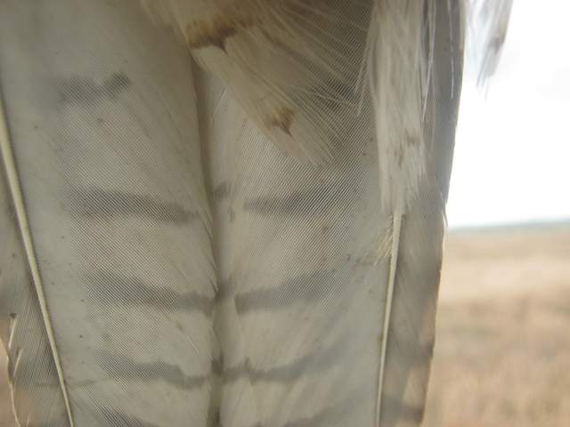 Hawk tail