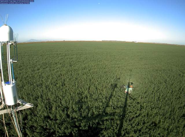 Daphne working on leaf level measurements