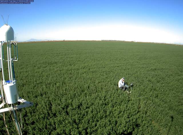 Camilo working on leaf level measurements