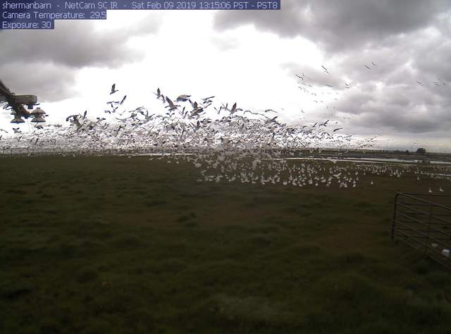 Snow geese