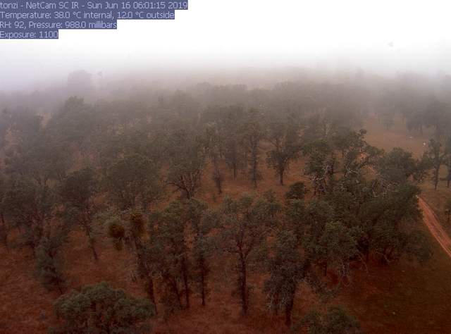 Fog
