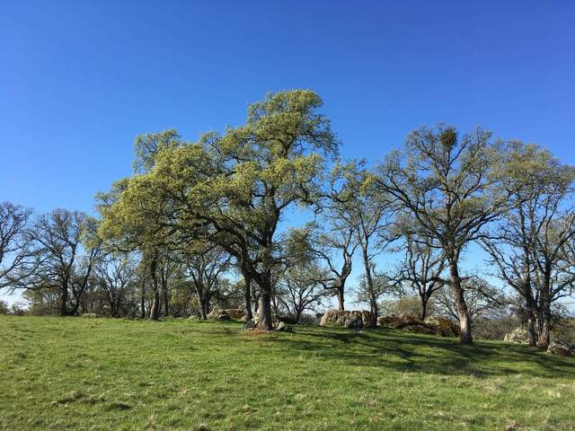 Trees south of the road with new leaves