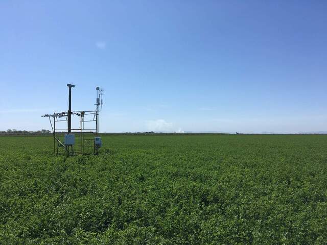 Tall and green alfalfa, no flowers.