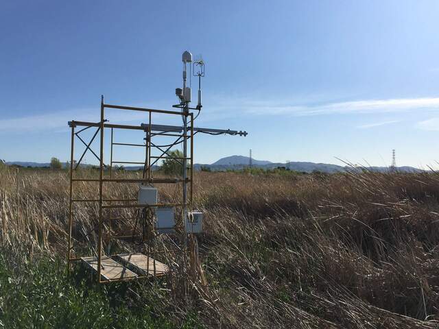 More pepperweed and some cattails coming up by SW Temp Tower.
