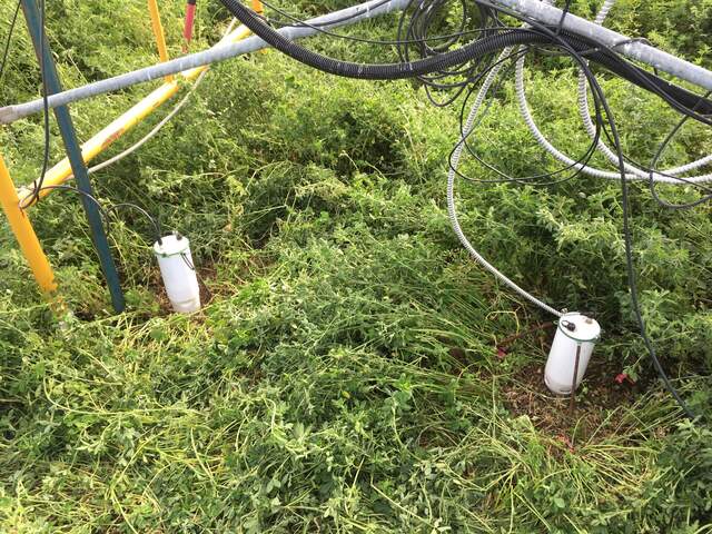Two FD chambers under the alfalfa tower. Both are on bare soil. 