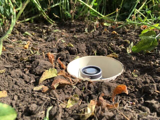 A PAR sensor was installed under the alfalfa canopy to try to measure undercanopy PAR. The sensor is resting on a piece of foam and is protected on the sides by a PVC pipe. 