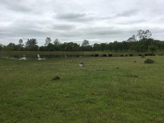 Tonzi pond still not full