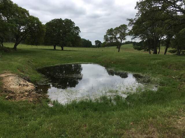 Waterhole - spring has sprung