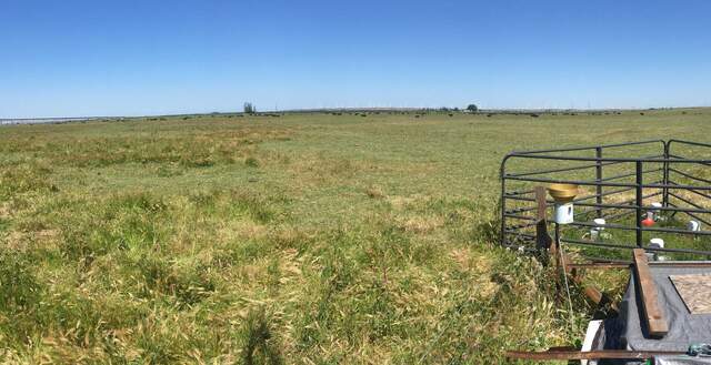 Cows on the field