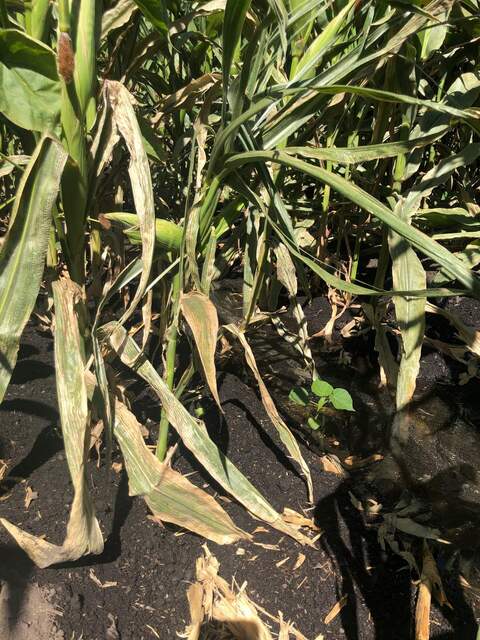 Spud ditch, surface irrigation