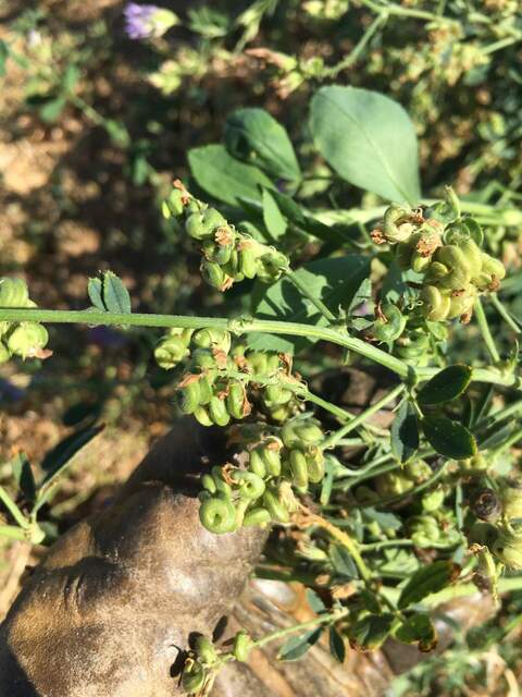 Alfalfa seed pods in the twice-unmowed patch under the Arable post