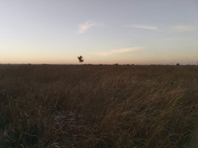 Bird in flight