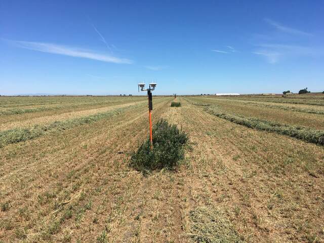 Front view of unmowed area around Arable Marks