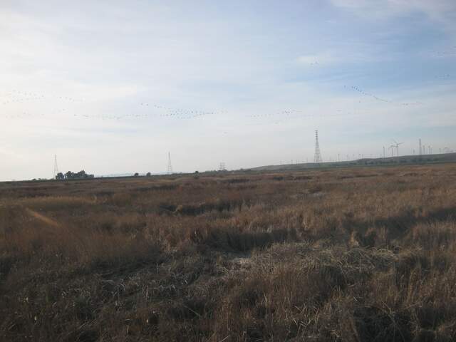 Strings of geese in the sky