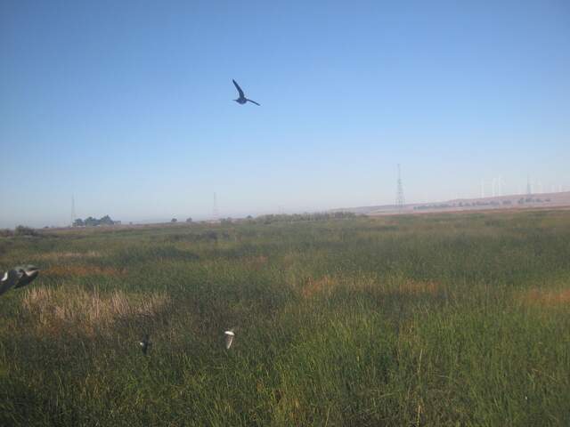 Birds in flight