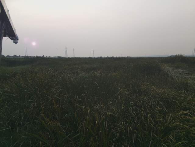Reddish sun shining through wildfire smoke