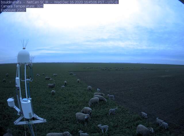 Sheep