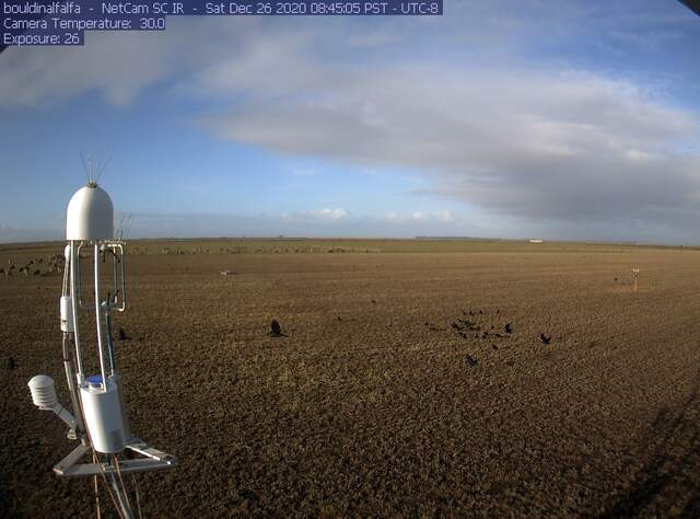 Sheep and blackbirds 