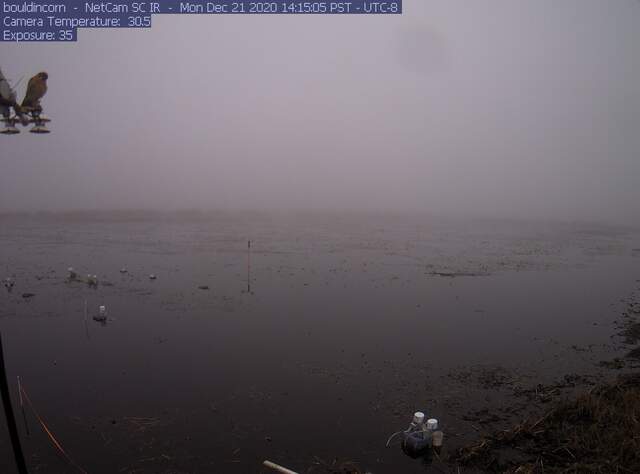 Bird of prey on 4-way radiometer, foggy