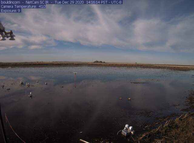 A few birds in the flooded field
