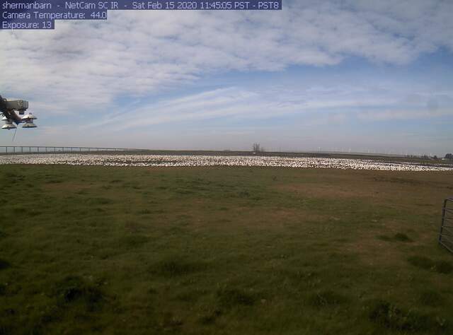 Snow geese