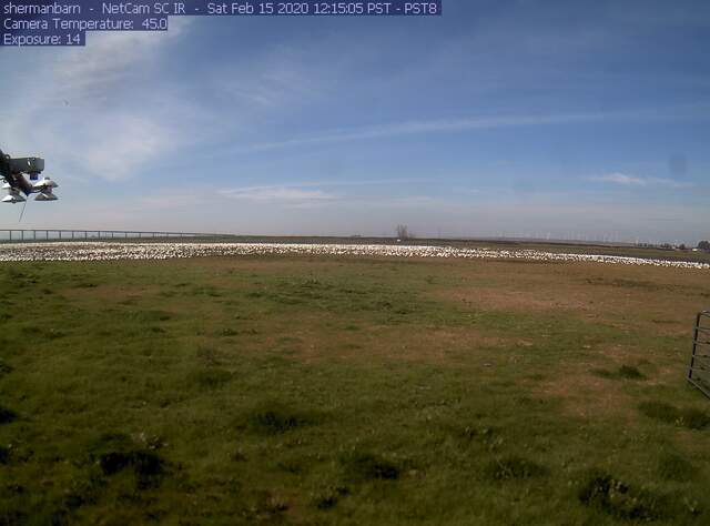 Snow geese