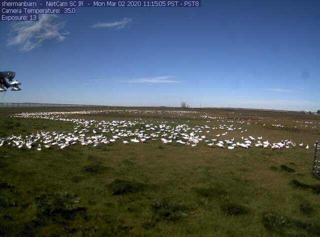 Snow geese