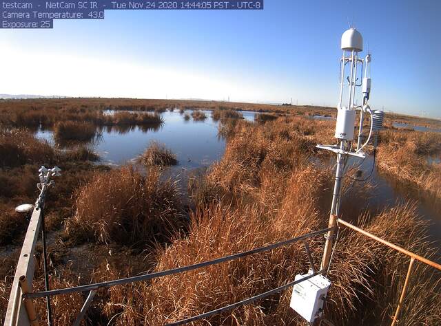 Black phoebe on HMP cable, water level coming back up 