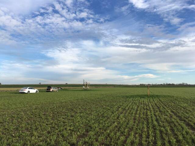 Ungrazed patches of alfalfa underneath PL Arables and our tower. The patches don