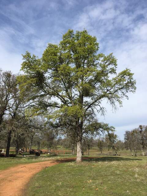 Mutant tree nearly full of leaves otherwise about 5% of trees putting on leaves
