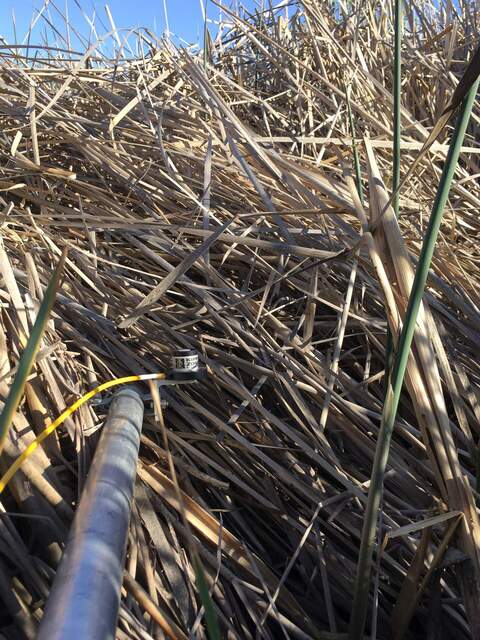 Undercanopy PAR sensor #1 above a patch of blown-down reeds